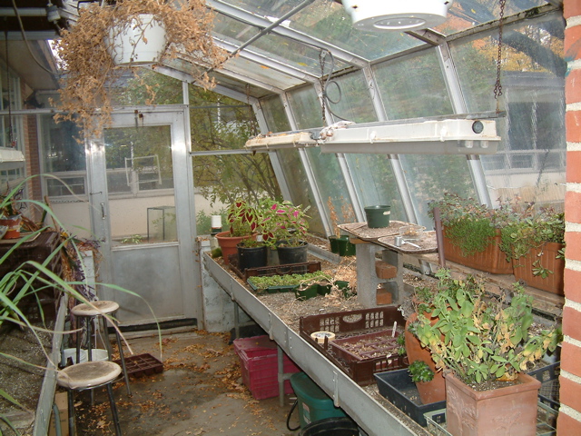 greenhouseold